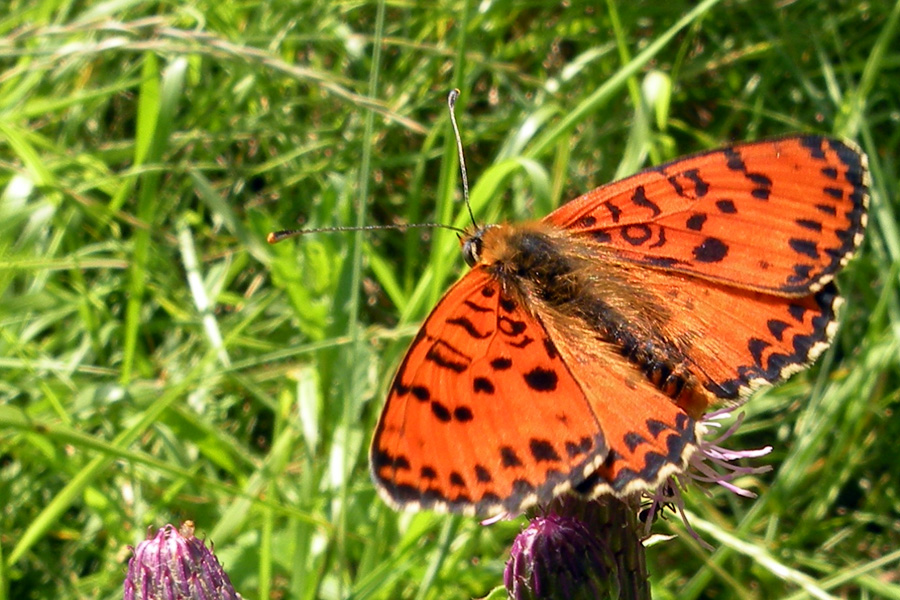 Melitaea athalia e Melitaea didyma